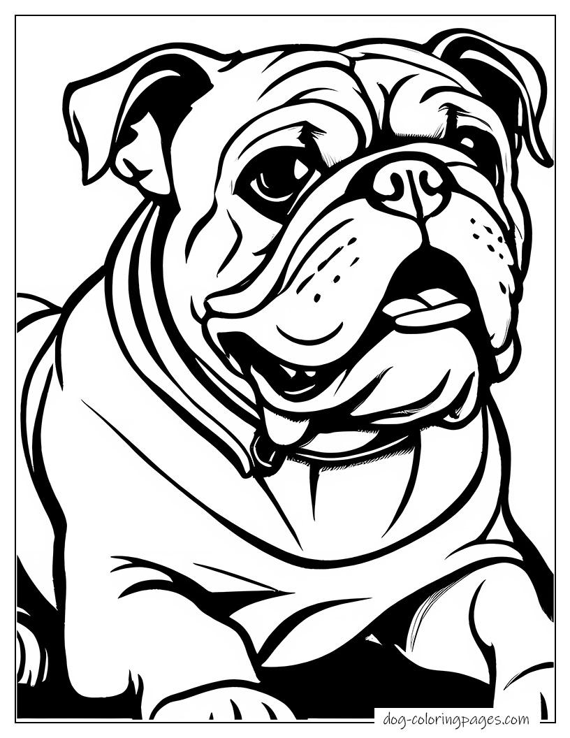 Bulldog Looking Up