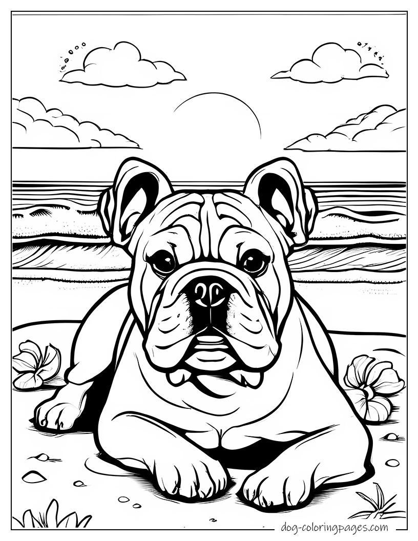 Bulldog On Beach