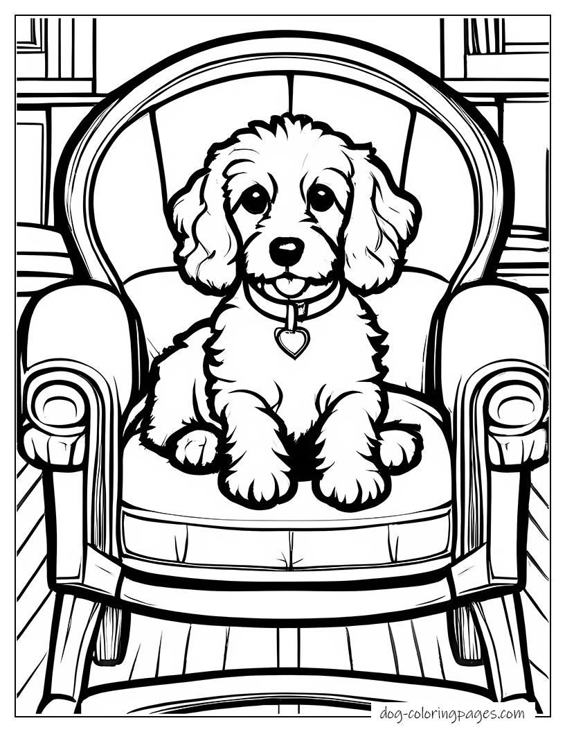 Cockapoo Sitting On Chair