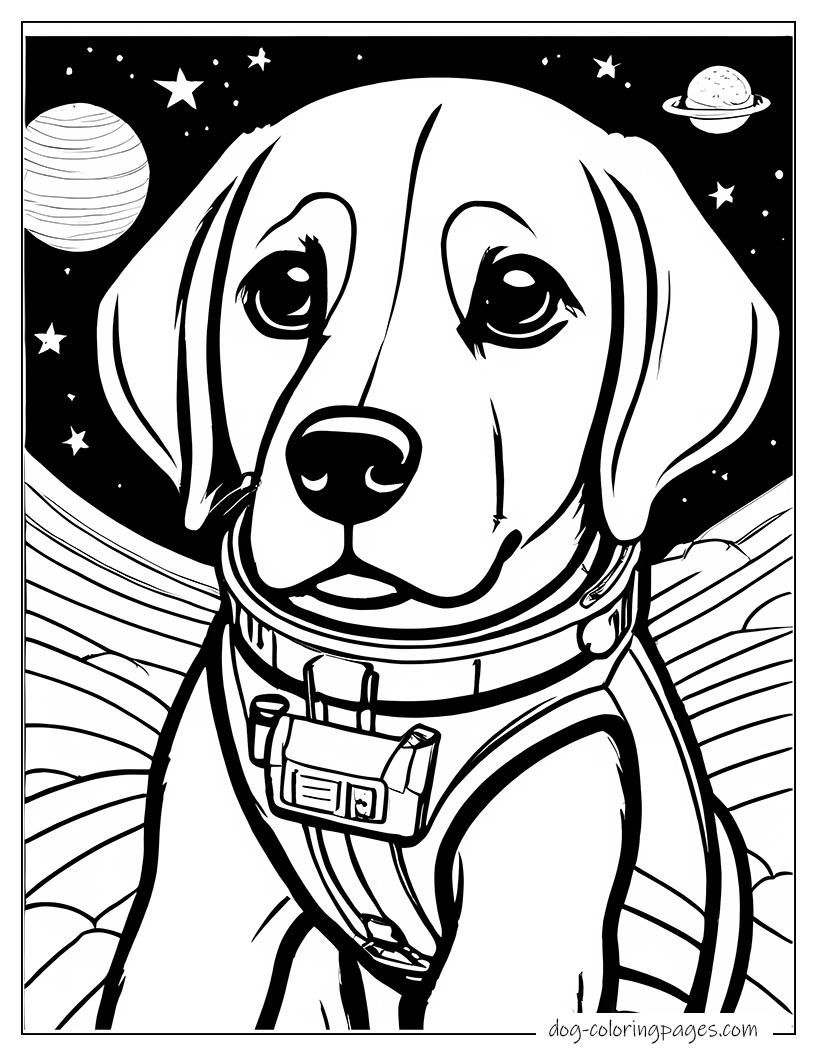 Labrador In Space