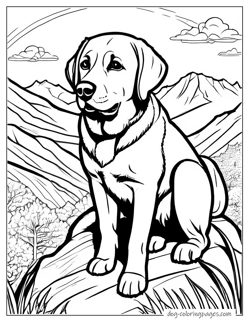 Labrador On Mountain