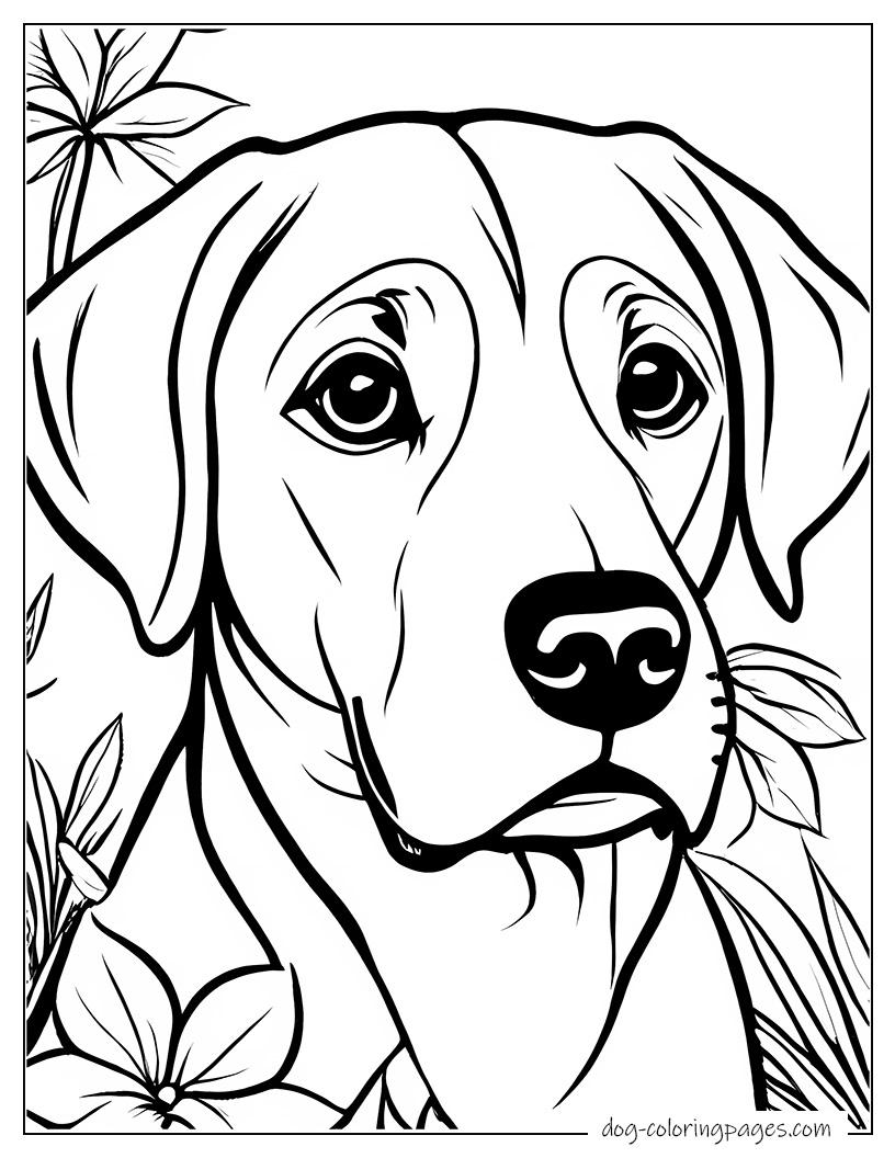 Labrador Portrait