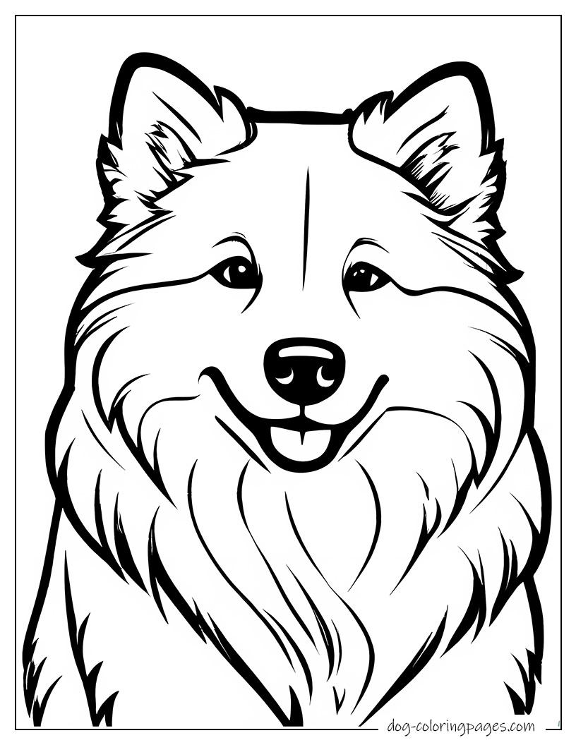 Samoyed Portrait Half Body